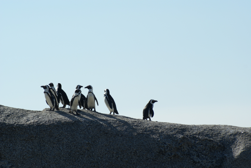 flock-of-penguins-1036155