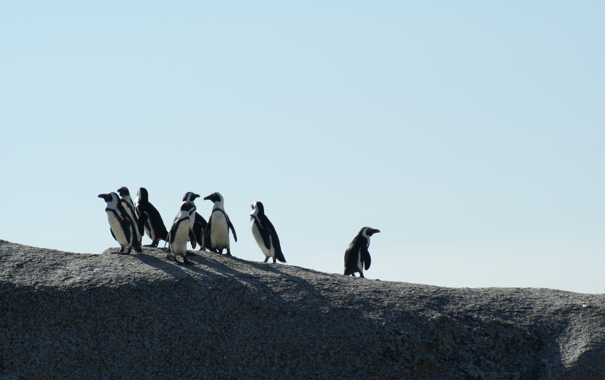flock-of-penguins-1036155